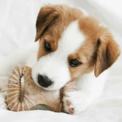 Benebone Puppy 2 kpl - Dental Chew/Wishbone Bacon Tiny