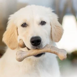 Benebone Puppy Wishbone Bacon