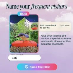 Bird Buddy -lintulauta kameralla