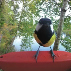 Bird Buddy -lintulauta kameralla