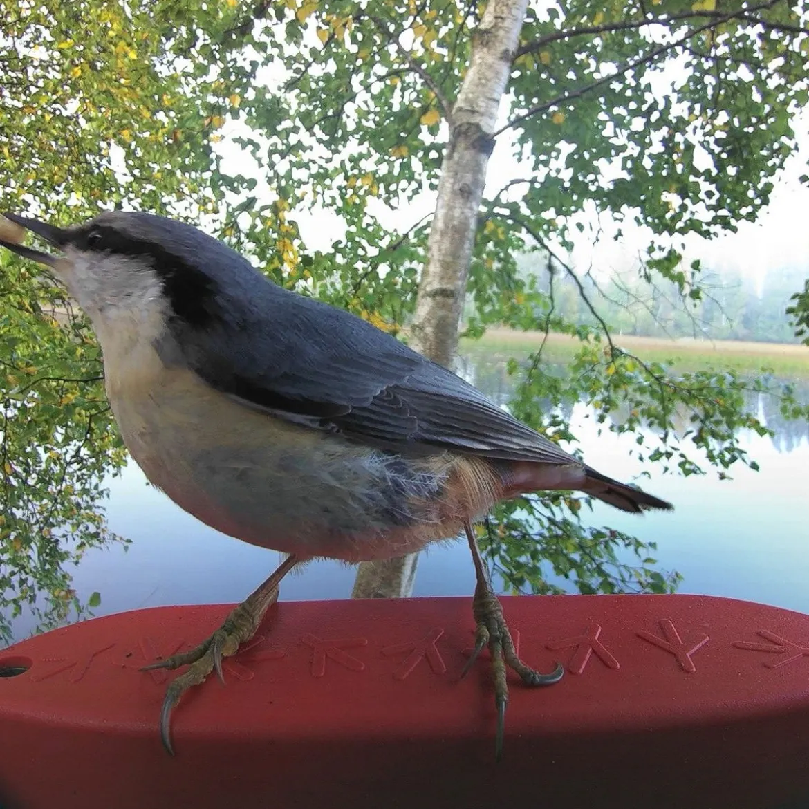 Bird Buddy -lintulauta kameralla