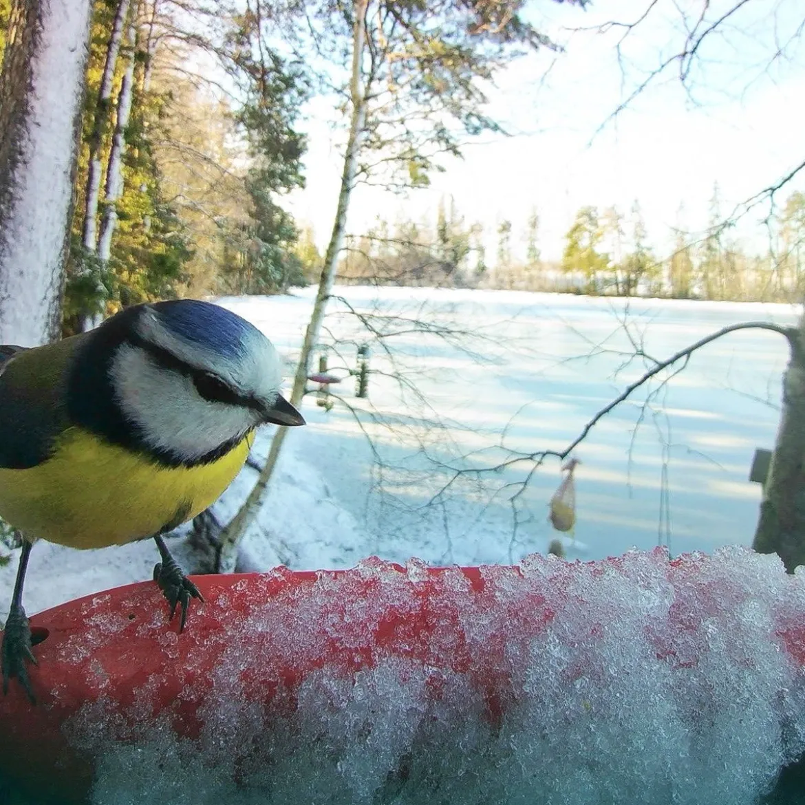 Bird Buddy -lintulauta kameralla