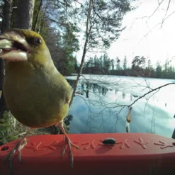 Bird Buddy -lintulauta kameralla