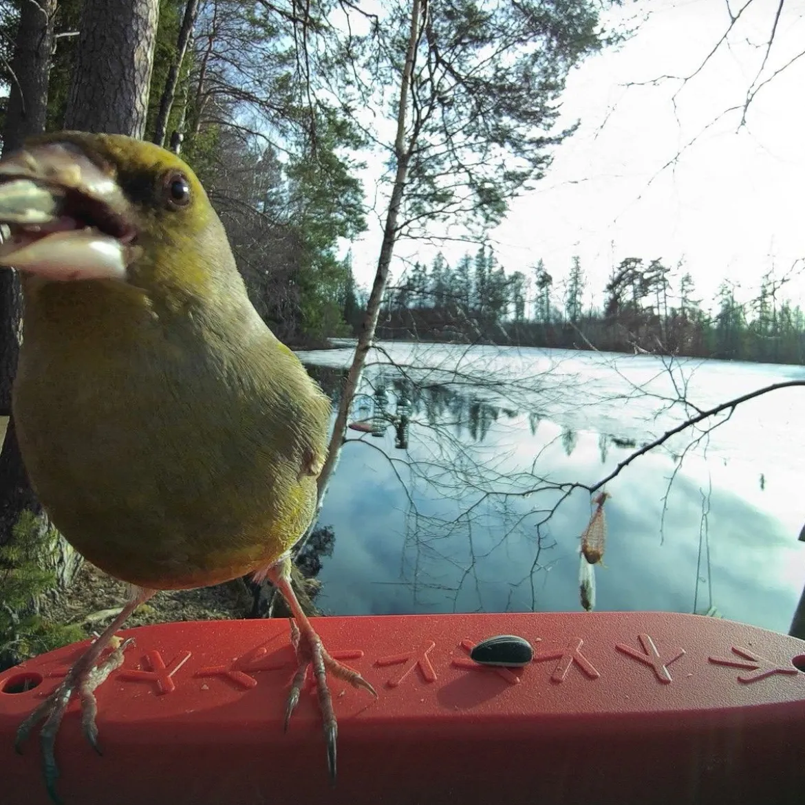 Bird Buddy -lintulauta kameralla