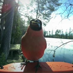 Bird Buddy -lintulauta kameralla