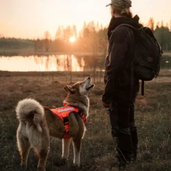 Cerberos Tactical valjaat koiralle, Rescue Orange