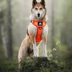 Cerberos Tactical valjaat koiralle, Rescue Orange