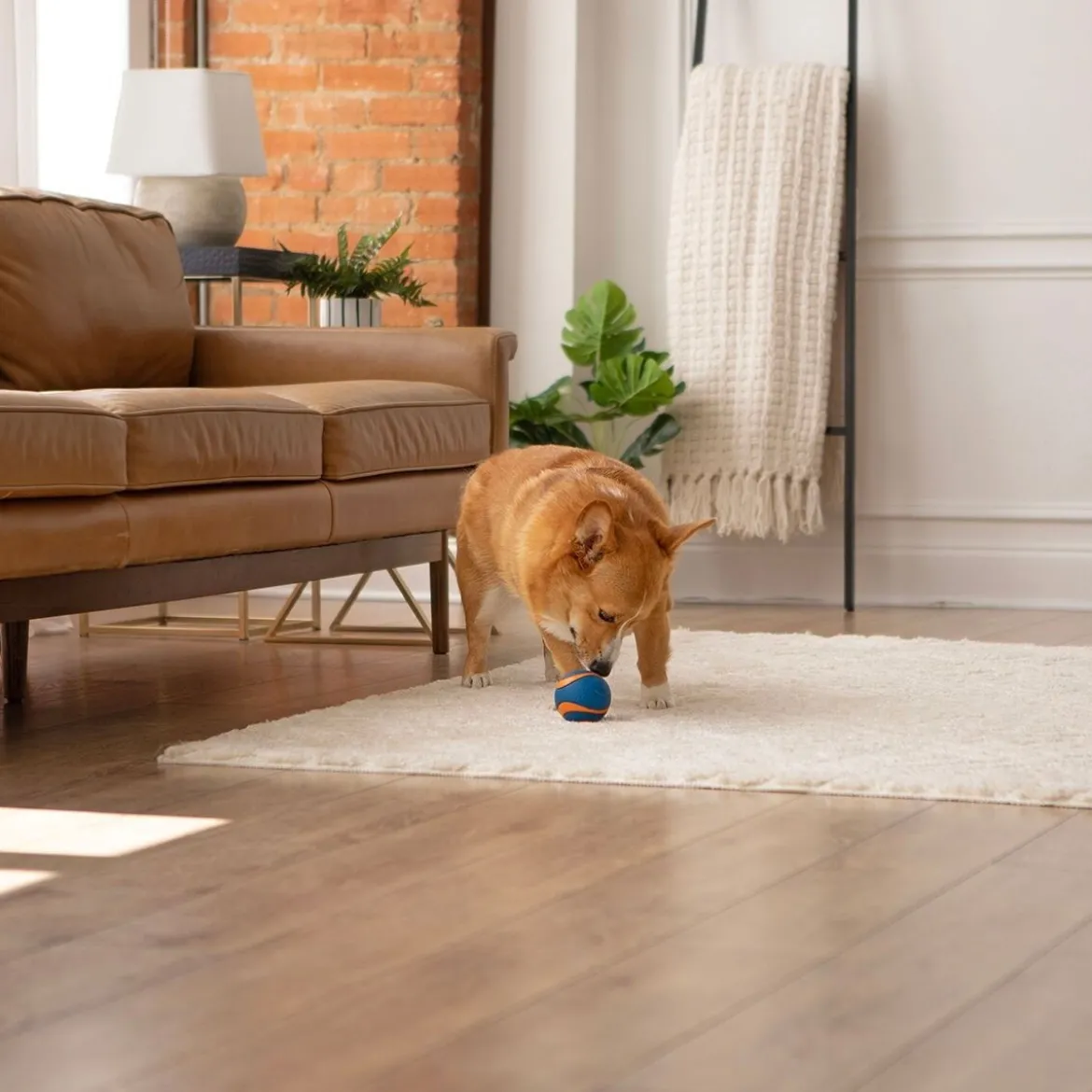 Chuckit Ultra Squeaker koiran pallo