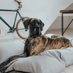 Hunter Dog Bed Lancaster Grey