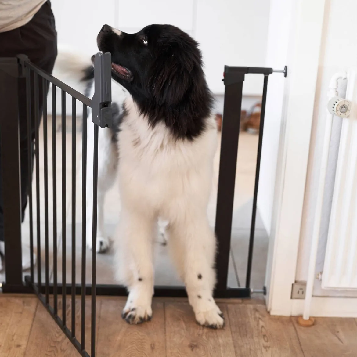 Jatkopala DogSpace Lassie 7 cm 2 kpl, musta