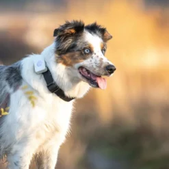 Koiran GPS Lildog