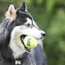 KONG Airdog Squaker Ball narulla, 6 cm