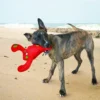 KONG Belly Flops Lobster