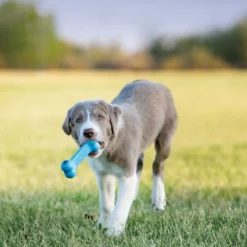 Kong Puppy Goodie Bone, S