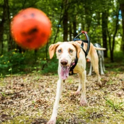 Non-Stop Dog ball