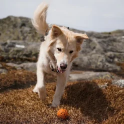 Non-Stop Dog ball