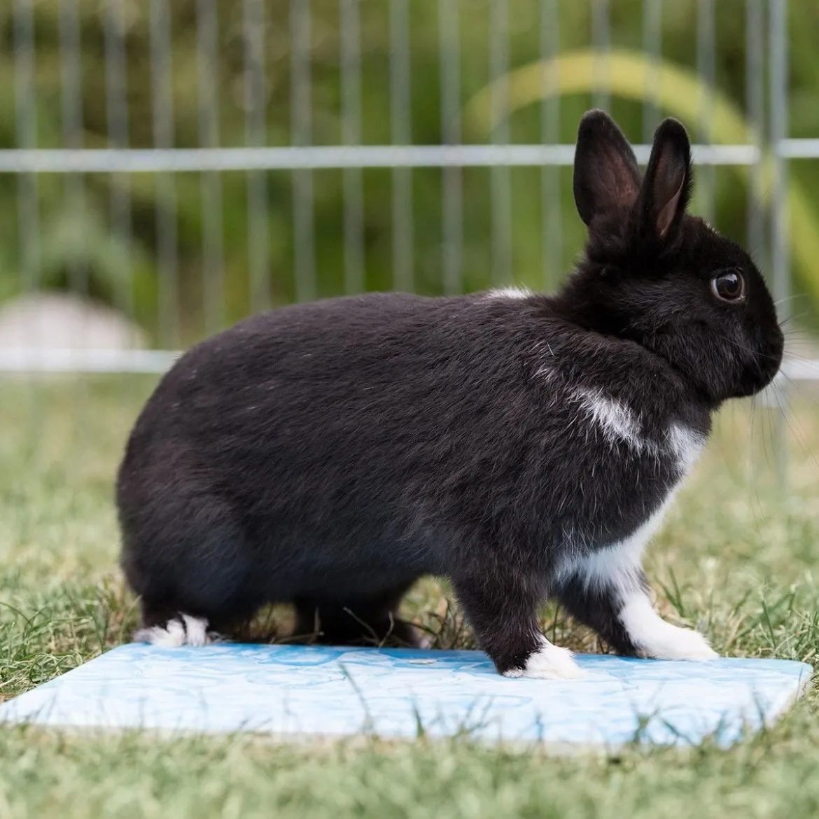 Pieneläimen viilennysalusta Trixie