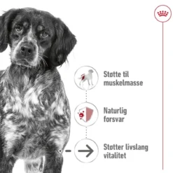 Royal Canin Medium Ageing 10+ 2 x 15kg