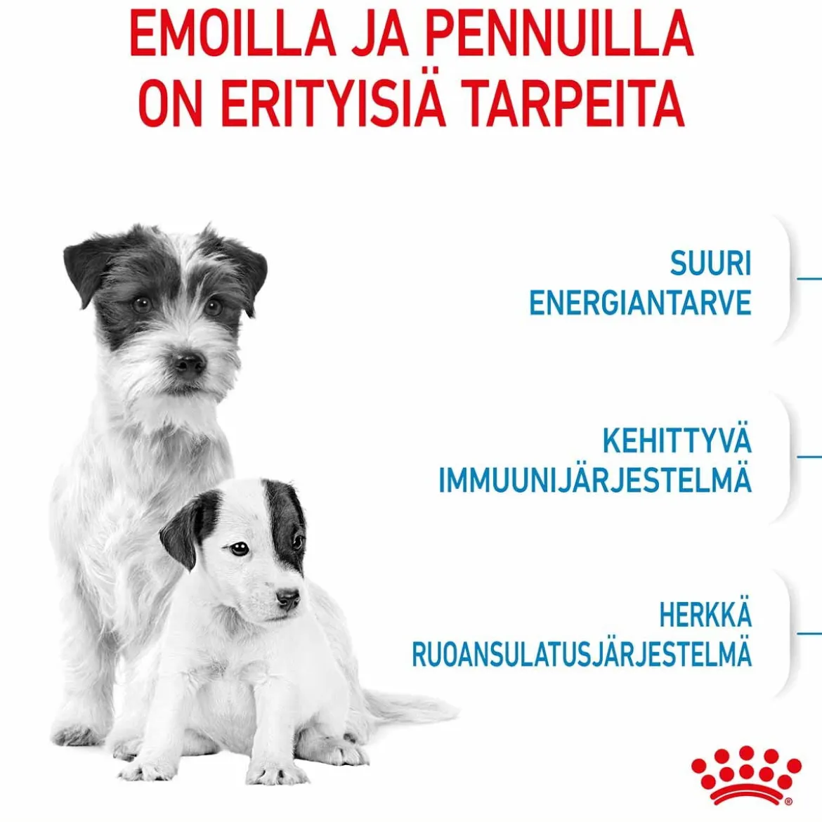 Royal Canin Mini Starter