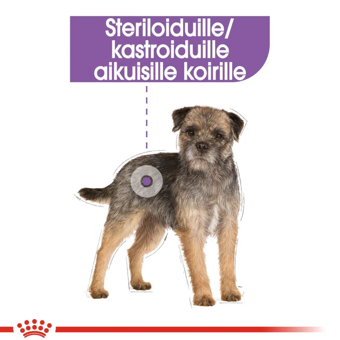 Royal Canin Mini Sterilised