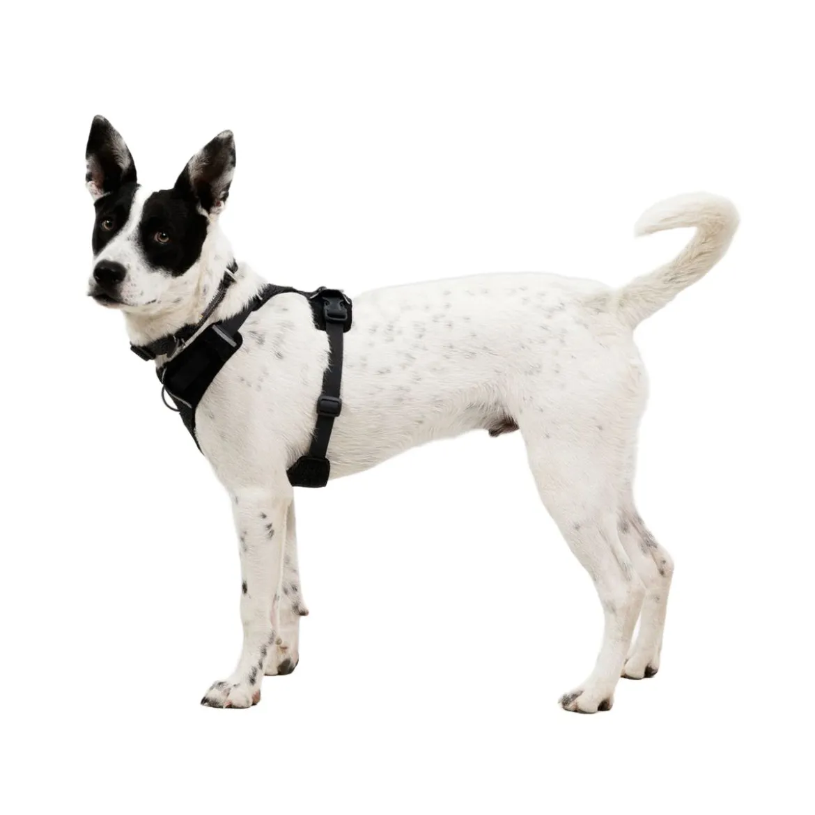 Ruffwear Front Range Flex valjas, Basalt Gray