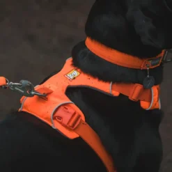 Ruffwear Front Range valjaat, Blaze Orange