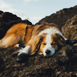 Ruffwear Ridgeline -koiran kengät