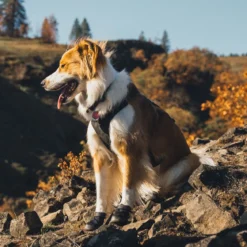 Ruffwear Ridgeline -koiran kengät