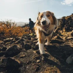 Ruffwear Ridgeline -koiran kengät