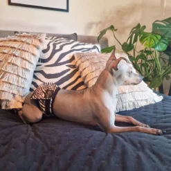 RuttuNuttu urosvyö, zebra