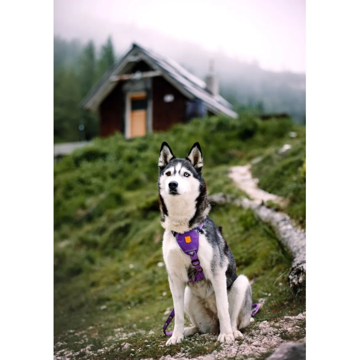 Woolly Wolf Northern Lights valjaat