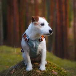 Y-valjas Woolly Wolf Alpha 360, Glacier Green Mix
