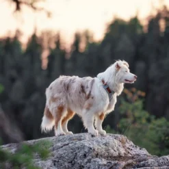 Y-valjas Woolly Wolf Alpha 360, Glacier Green Mix